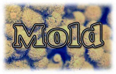 The Mold Fighters of Clifton The Mold Fighters of Clifton